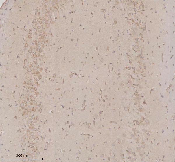 a09353 3 opn3 primary antibodies ihc testing 3