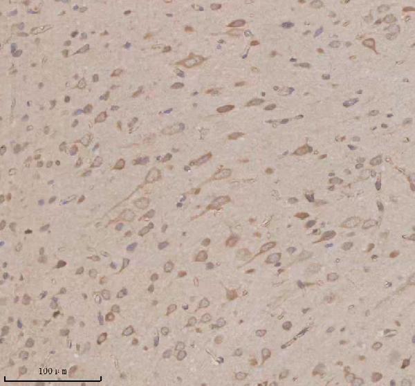 a09353 3 opn3 primary antibodies ihc testing 4