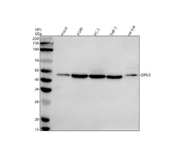 a09353 3 opn3 primary antibodies wb testing 1