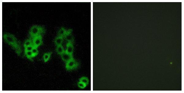 a09353 opn3 primary antibodies if testing 1