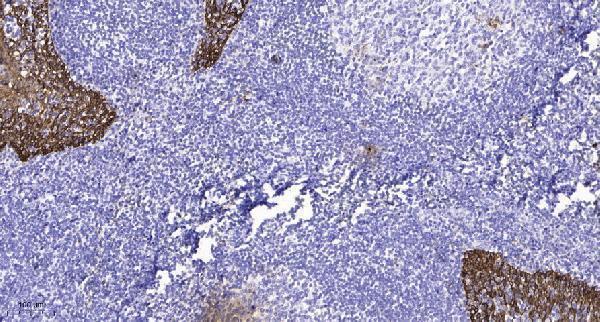 a09353 opn3 primary antibodies ihc testing 4
