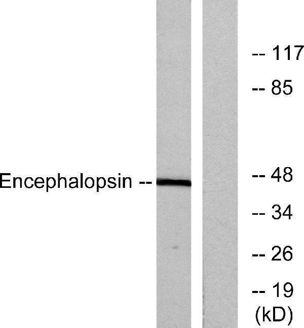 a09353 opn3 primary antibodies wb testing 3