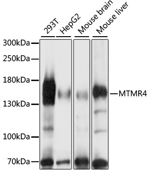 a09354 mtmr4 primary antiboties wb testing 1