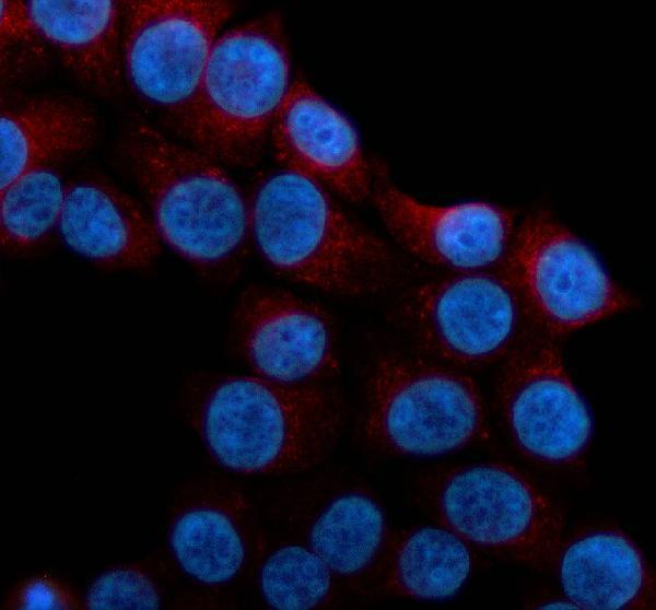 a09357 fut9 primary antibodies if testing 1