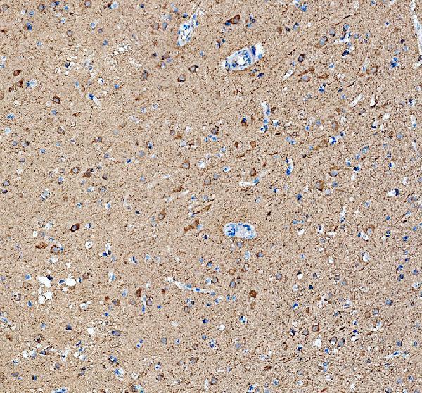 a09357 fut9 primary antibodies ihc testing 1