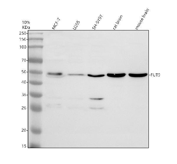 a09357 fut9 primary antibodies wb testing 1