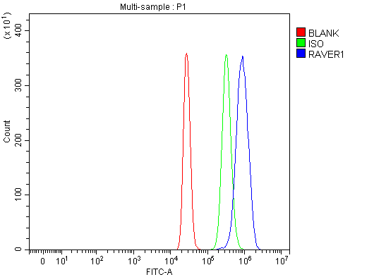  Flow Cytometry analysis of HepG2 cells using anti-RAVER1 antibody (A09359-2)