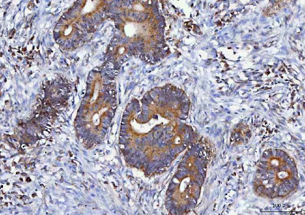 a09360 1 mgme1 primary antibodies ihc testing 3