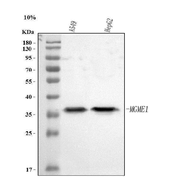 a09360 1 mgme1 primary antibodies wb testing 1