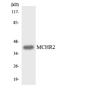 a09361 mchr2 primary antibodies wb testing 3