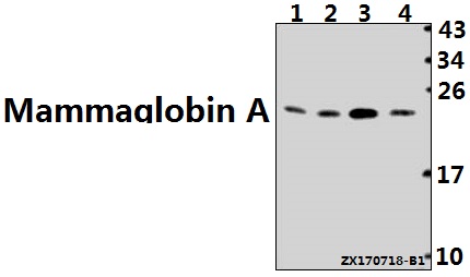 a09363 scgb2a2 primary antiboties wb testing 1