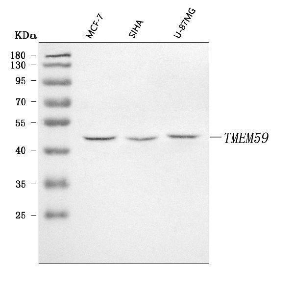 a09364 1 tmem59 primary antibodies wb testing 1