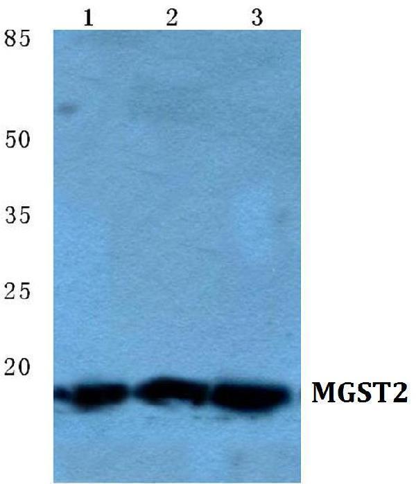 Western blot (WB) analysis of MGST2 polyclonal antibody at 1:500 dilution
Lane1:MCF-7 cell lysate
Lane2:sp2/0 cell lysate
Lane3:PC12 cell lysate