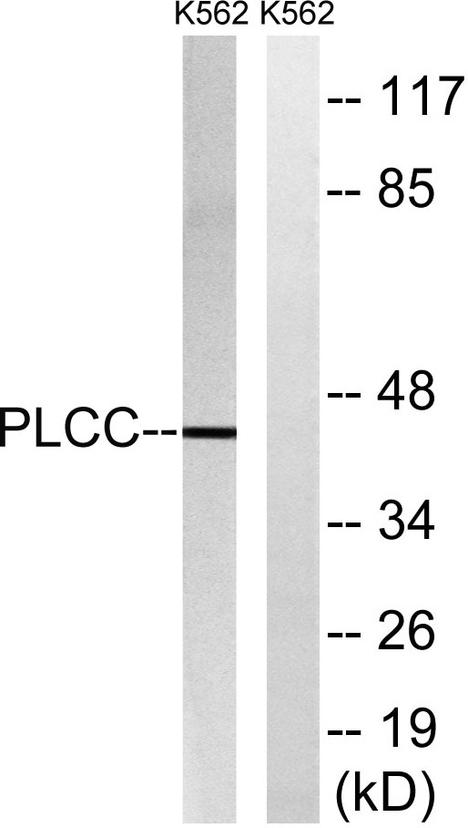 a09369 1 agpat3 primary antibodies wb testing 2