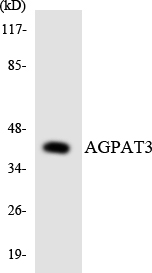 a09369 1 agpat3 primary antibodies wb testing 3