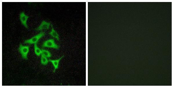 a09371 rxfp4 primary antibodies if testing 1