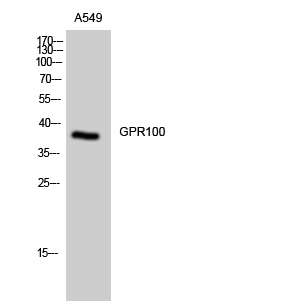 a09371 rxfp4 primary antibodies wb testing 2