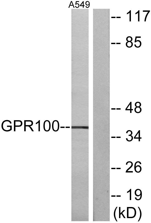 a09371 rxfp4 primary antibodies wb testing 3