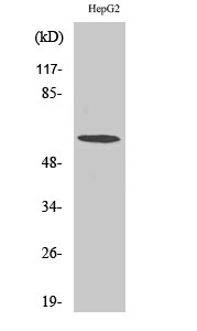 Western Blot analysis of various cells using TCP-1 ζ Polyclonal Antibody diluted at 1:500