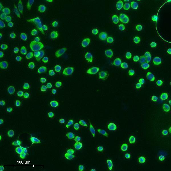 a09374 ctsv primary antibodies if testing 1