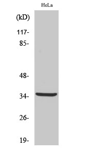 a09374 ctsv primary antibodies wb testing 2