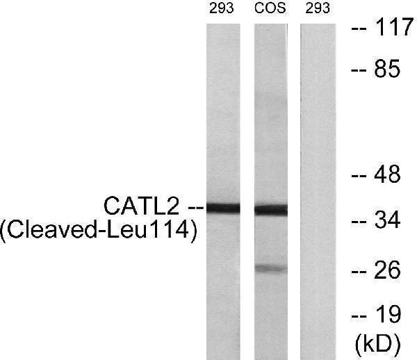 a09374 ctsv primary antibodies wb testing 3