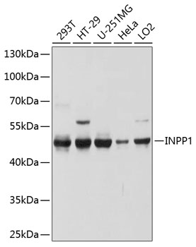 Western blot analysis of extracts of various cell lines, using INPP1 antibody  at 1:1000 dilution
