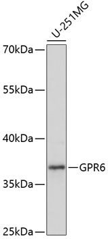 Western blot analysis of extracts of U-251MG cells, using GPR6 antibody  at 1:1000 dilution