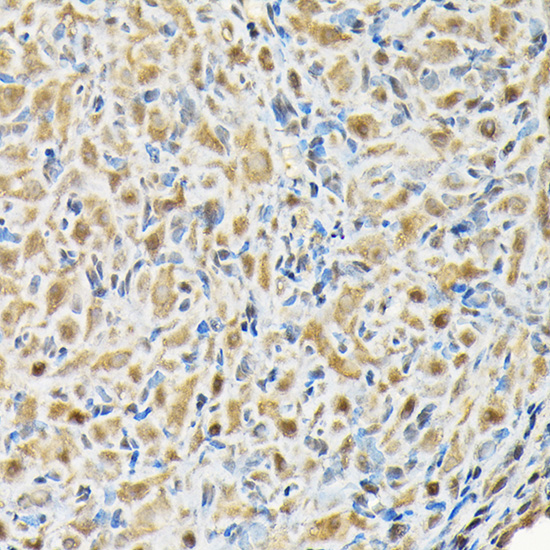 Immunohistochemistry of paraffin-embedded rat ovary using RBBP9 Rabbit pAb  at dilution of 1:200 
