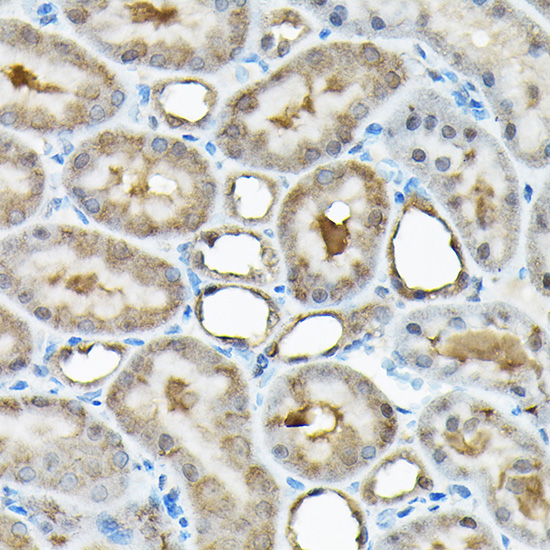 Immunohistochemistry of paraffin-embedded rat kidney using RBBP9 Rabbit pAb  at dilution of 1:200 