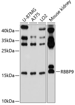Western blot analysis of extracts of various cell lines, using RBBP9 antibody  at 1:1000 dilution