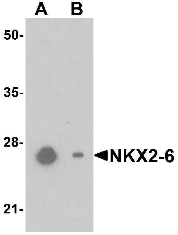 a09381 1 nkx2 6 primary antibodies wb testing 1