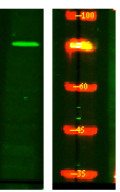 Western Blot analysis of Hela lysis, using primary antibody at 1:1000 dilution