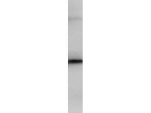 Western Blot of Rabbit Anti-PIP5K2B Antibody