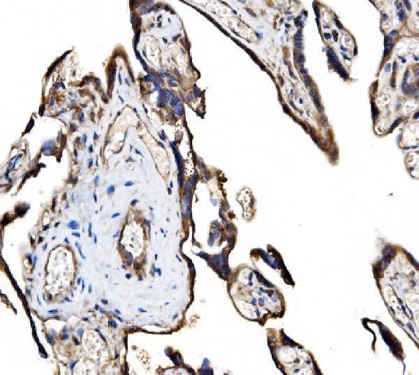  IHC analysis of FAM129B/NIBAN2 using anti-FAM129B/NIBAN2 antibody (A09391-2)