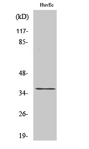 Western Blot analysis of HuvEc cells using ACOT8 Polyclonal Antibody