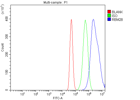  Flow Cytometry analysis of A431 cells using anti-RBM28 antibody (A09394-1)