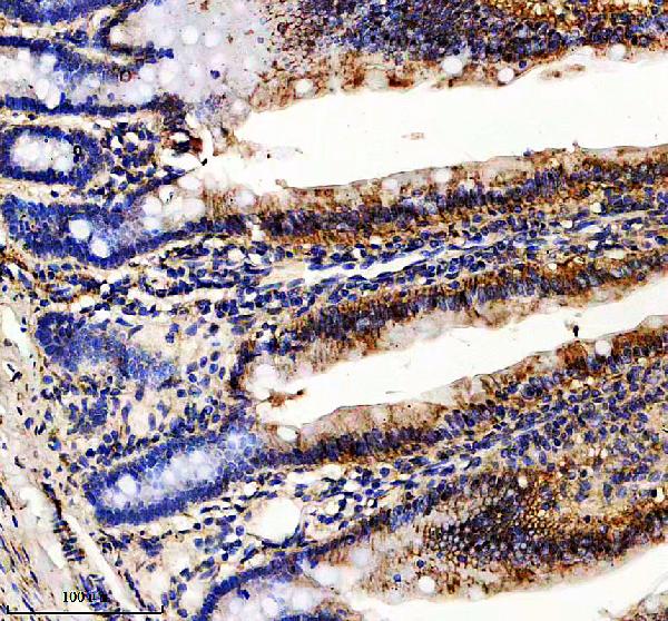 a09395 1 lxn primary antibodies ihc testing 3
