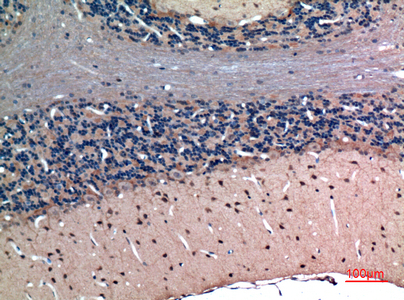 Immunohistochemical analysis of paraffin-embedded rat-brain, antibody was diluted at 1:100