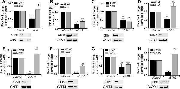 a09399 oncotarget 09 29468 g004