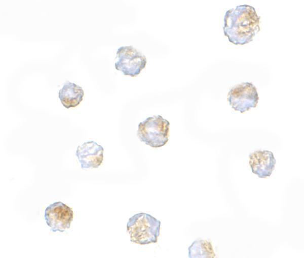 a09399 orai3 primary antibodies icc testing 2