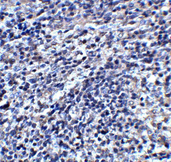 a09399 orai3 primary antibodies ihc testing 3