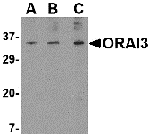 a09399 orai3 primary antibodies wb testing 1