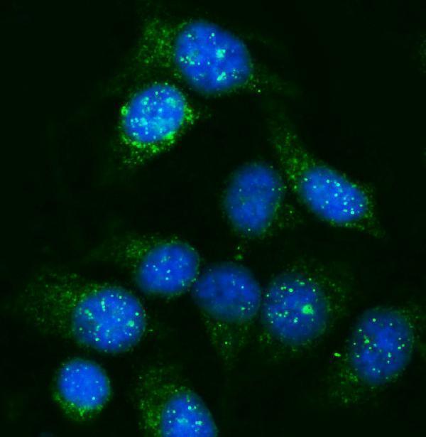 a09404 1 gnal primary antibodies if testing 5