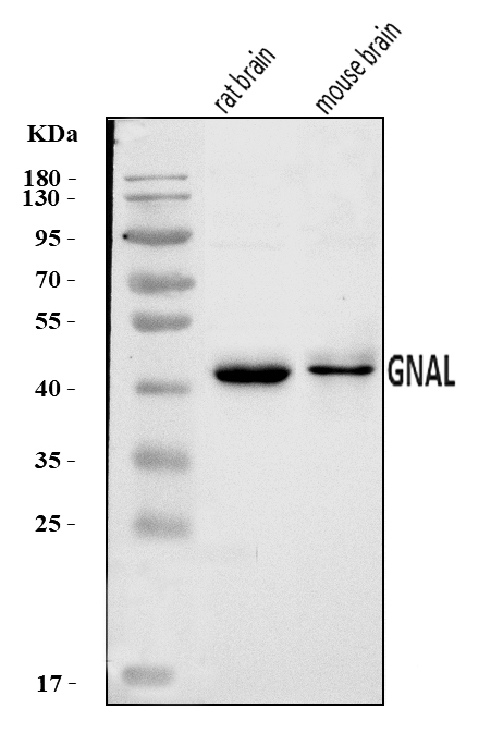  Western blot analysis of GNAL using anti-GNAL antibody (A09404-1)