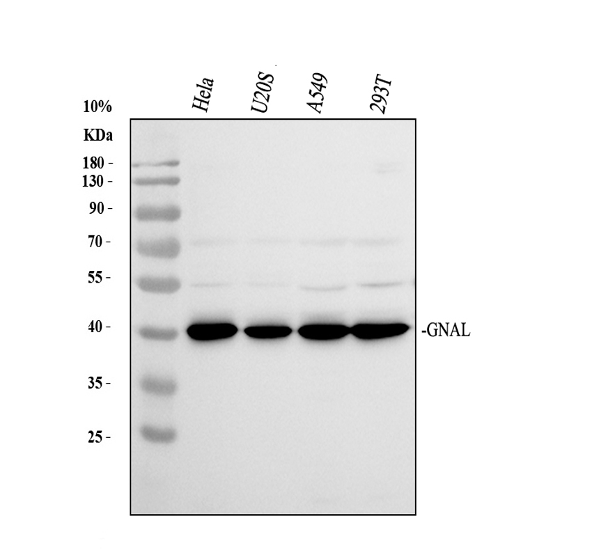 a09404 1 gnal primary antibodies wb testing 2