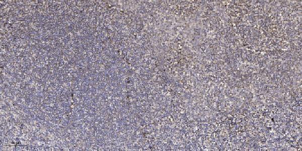 Immunohistochemical analysis of paraffin-embedded human tonsil