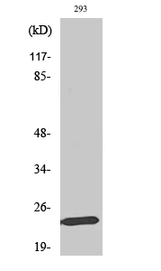 Western Blot analysis of various cells using Mob1A Polyclonal Antibody