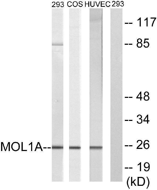Western blot analysis of lysates from 293, COS7, and HUVEC cells, treated with IFN 2500U/ml 30