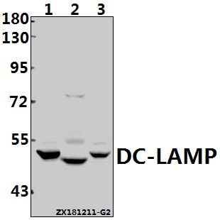 a09406 1 lamp3 primary antiboties wb testing 1